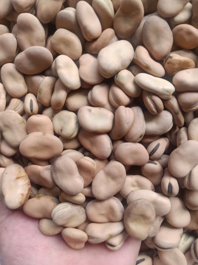云南普洱干蚕豆_可以生吃做种做炒货