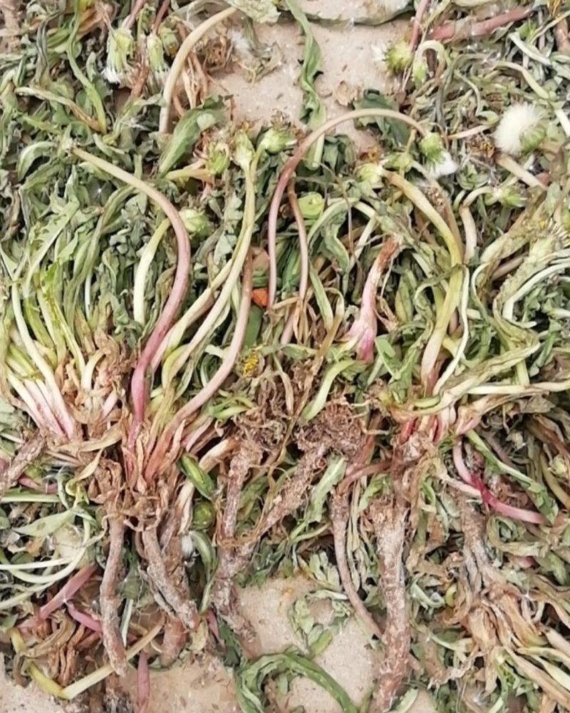 蒲公英，自然生长，无任何添加和加工、无农药残留。