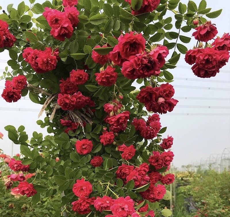 大量出售藤本植物红木香花苗爬藤高手红花木香带盆发货