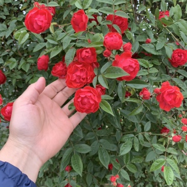 大量出售藤本植物红木香花苗爬藤高手红花木香带盆发货