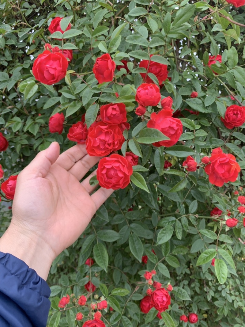 大量出售藤本植物红木香花苗爬藤高手红花木香带盆发货