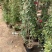 大量出售藤本植物红木香花苗爬藤高手红花木香带盆发货