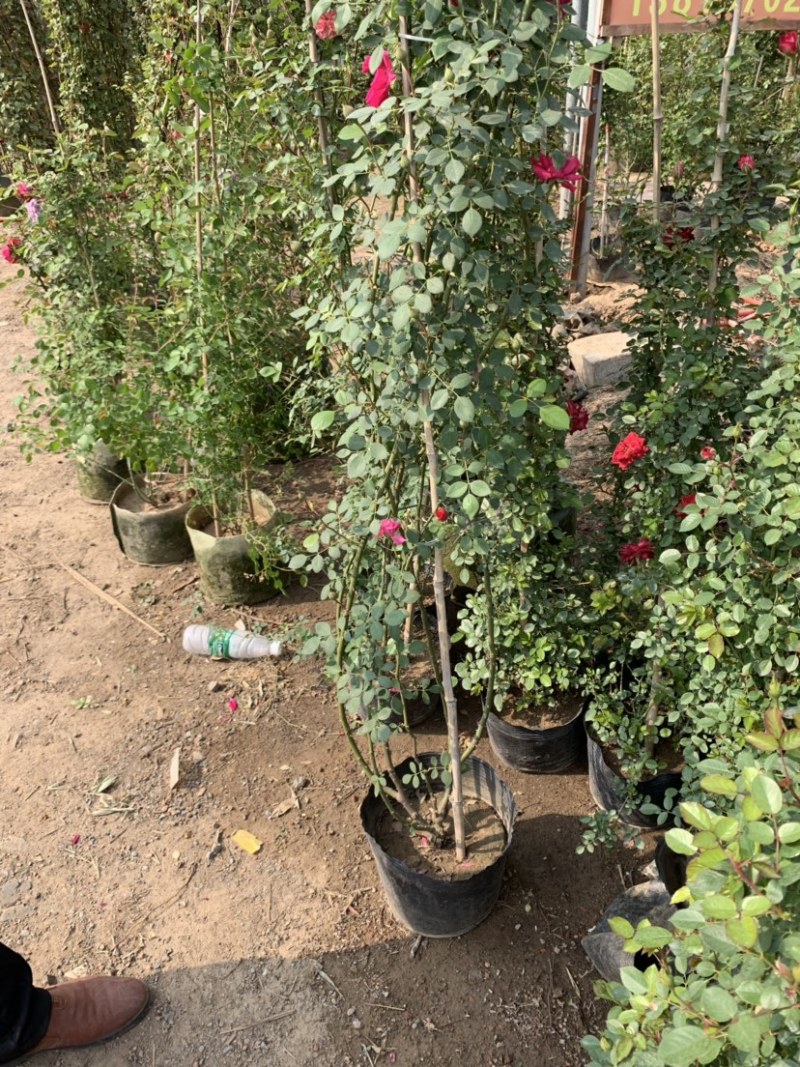 大量出售藤本植物红木香花苗爬藤高手红花木香带盆发货