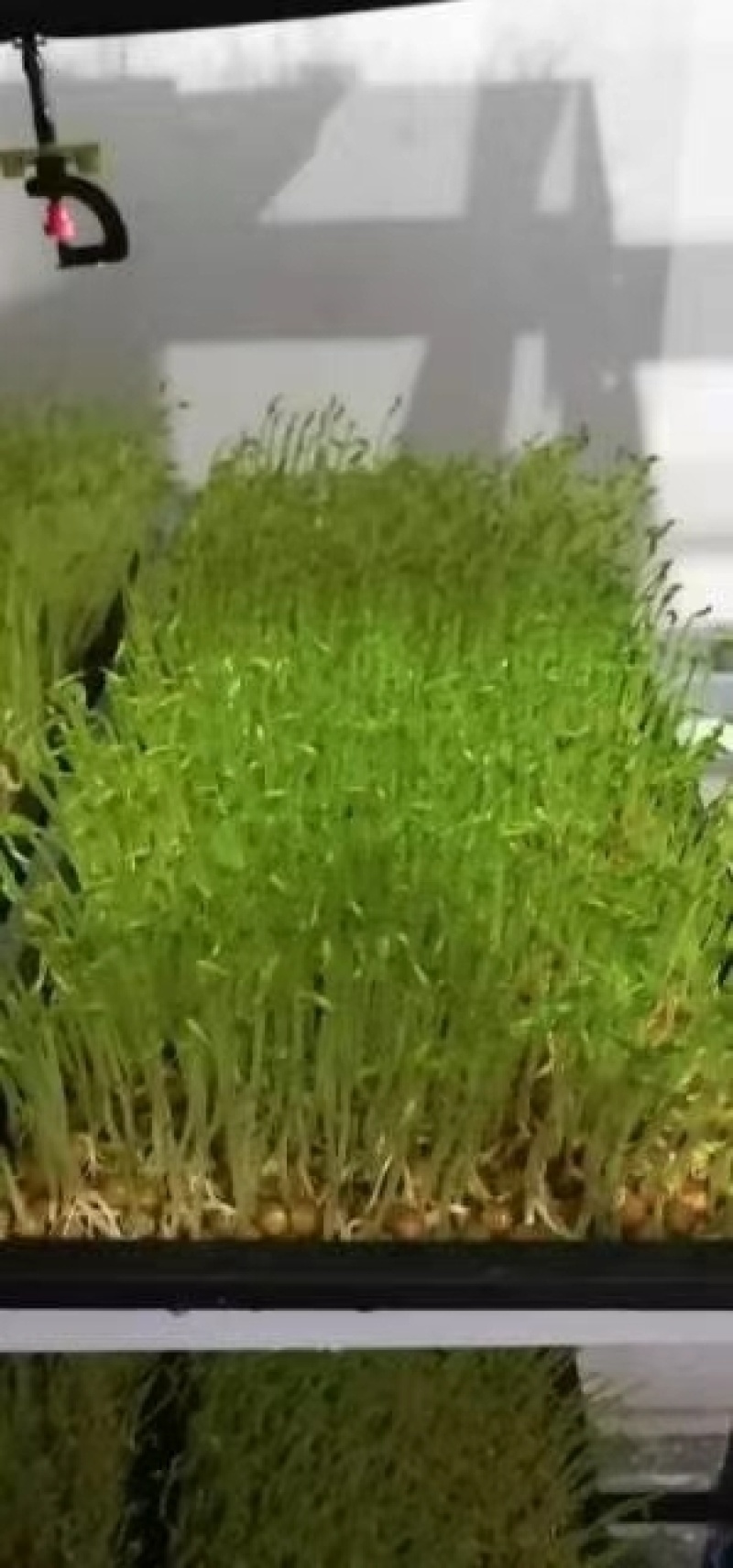 芽苗类豌豆芽豌豆苗