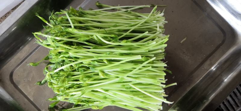 芽苗类豌豆芽豌豆苗