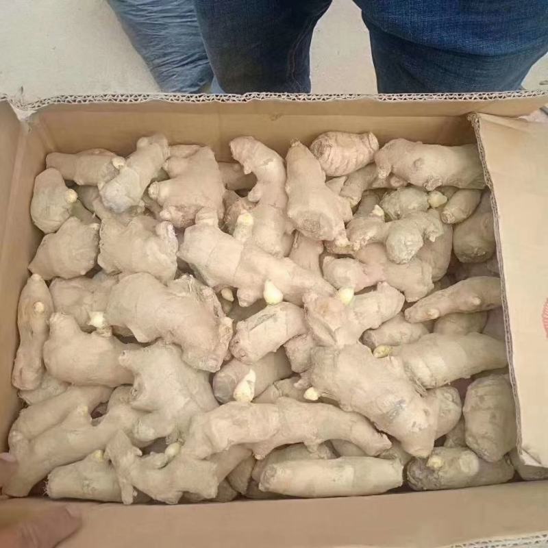 山东大姜，货源充足质量保证，价格实惠可以水洗，量大产区