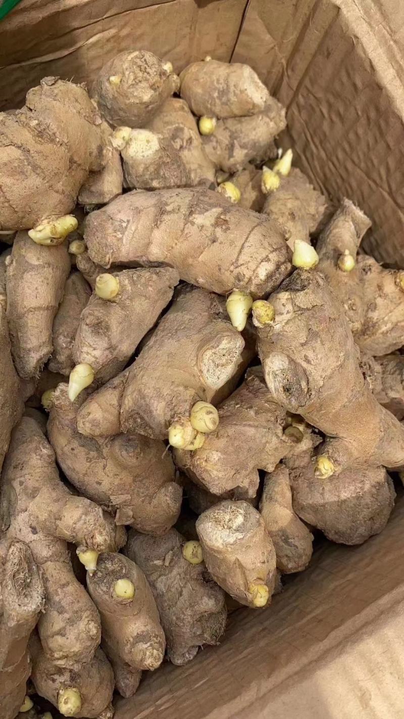 山东大姜，货源充足质量保证，价格实惠可以水洗，量大产区