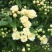 大量出售藤本植物红木香花苗爬藤高手红花木香带盆发货