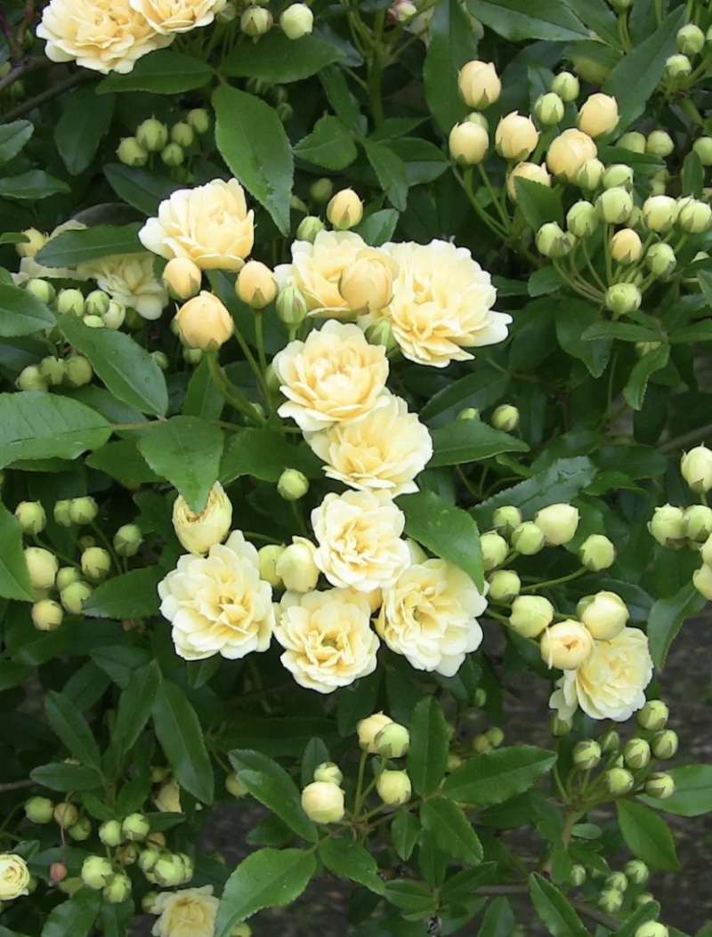 大量出售藤本植物红木香花苗爬藤高手红花木香带盆发货