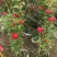 大量出售藤本植物红木香花苗爬藤高手红花木香带盆发货
