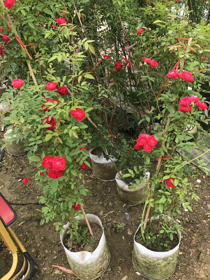 大量出售藤本植物红木香花苗爬藤高手红花木香带盆发货