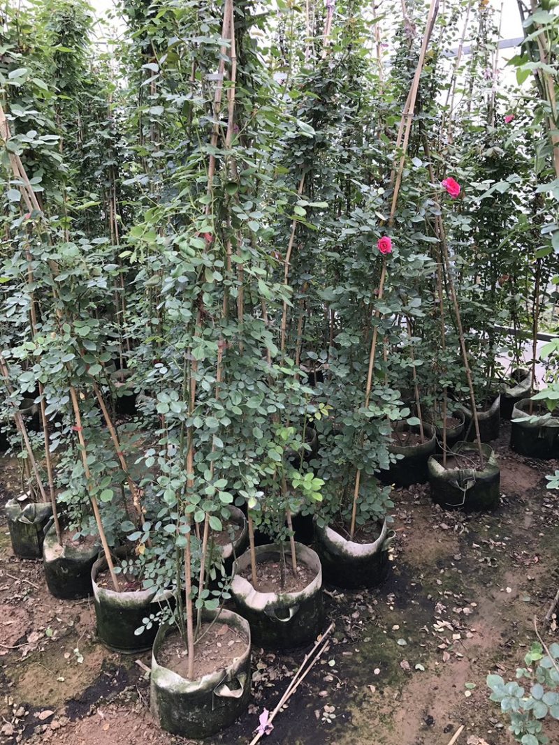 大量出售藤本植物红木香花苗爬藤高手红花木香带盆发货