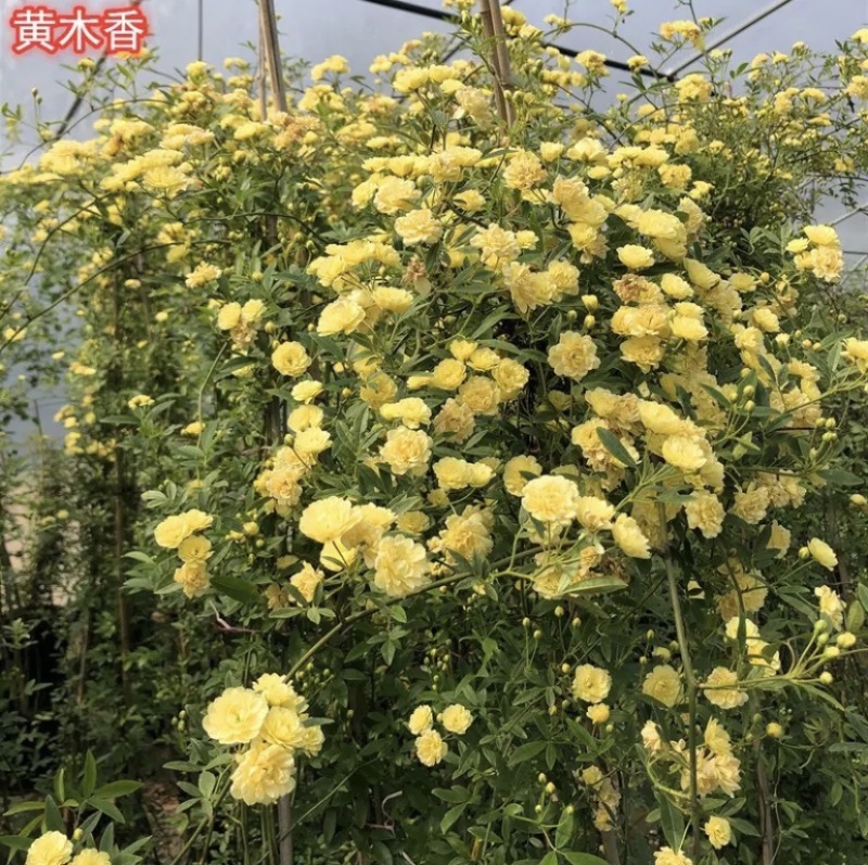 大量出售藤本植物红木香花苗爬藤高手红花木香带盆发货