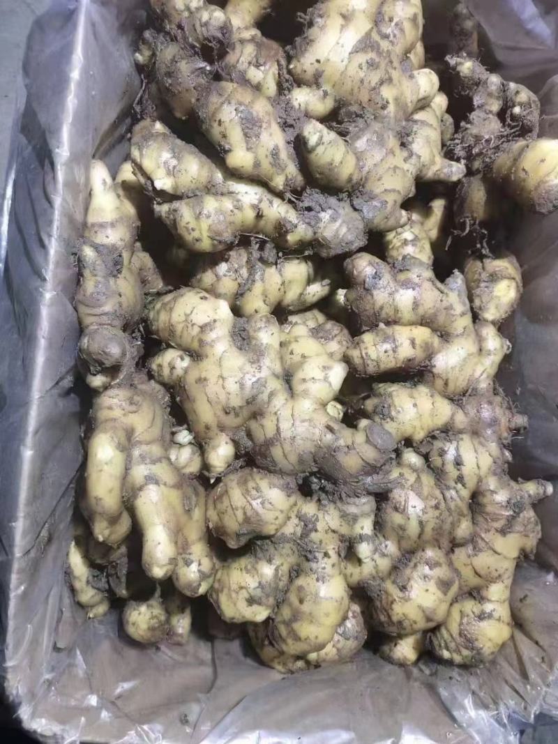 山东大姜，货源充足质量保证，价格实惠可以水洗，量大产区