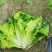 绵蔬葳尼斯生菜/生菜种子/蔬菜种子/叶菜种子/