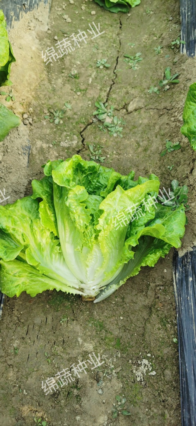 绵蔬葳尼斯生菜/生菜种子/蔬菜种子/叶菜种子/