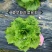 绵蔬葳尼斯生菜/生菜种子/蔬菜种子/叶菜种子/
