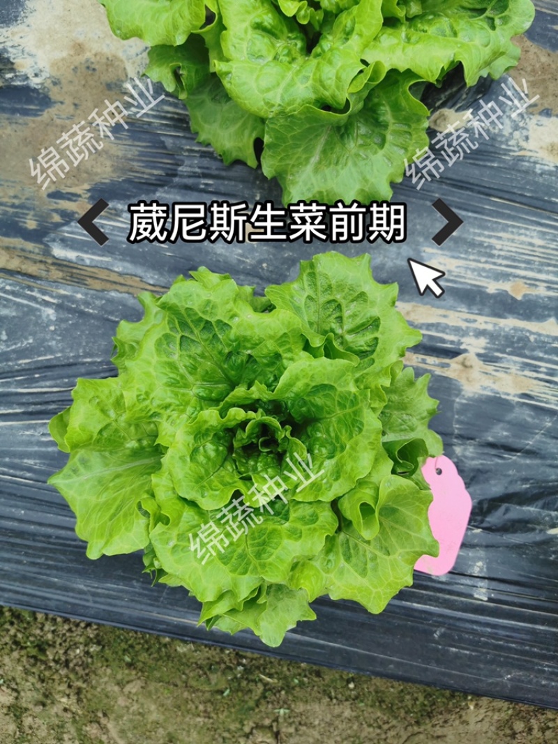 绵蔬葳尼斯生菜/生菜种子/蔬菜种子/叶菜种子/