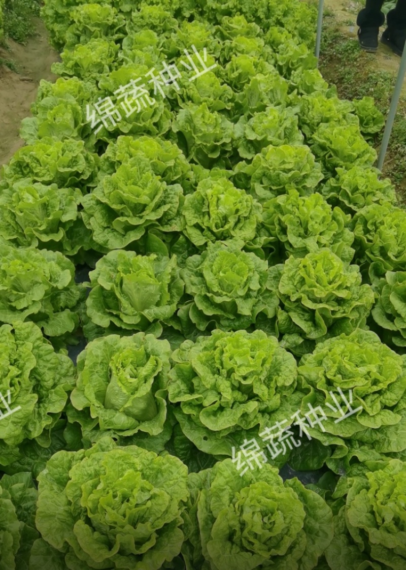 绵蔬葳尼斯生菜/生菜种子/蔬菜种子/叶菜种子/