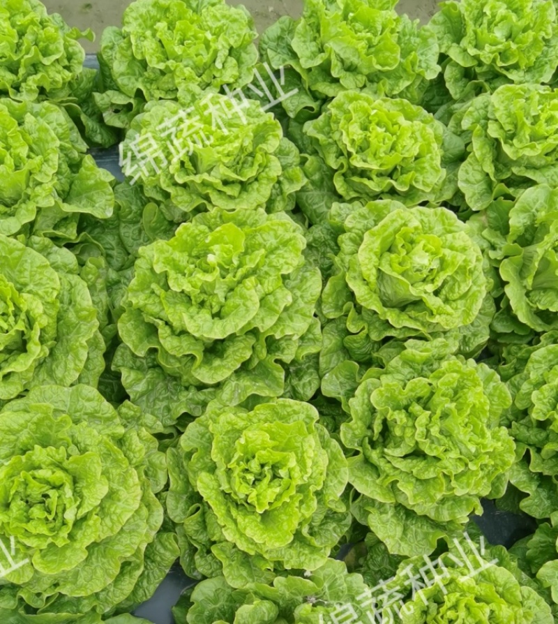 绵蔬葳尼斯生菜/生菜种子/蔬菜种子/叶菜种子/