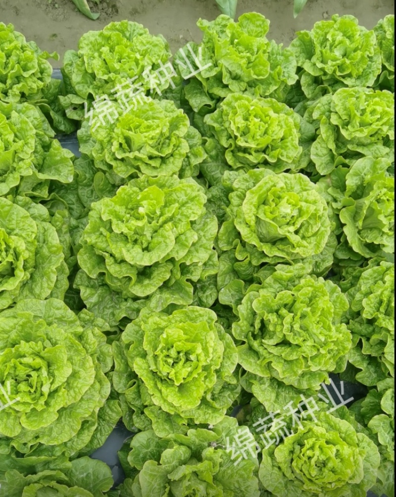 绵蔬葳尼斯生菜/生菜种子/蔬菜种子/叶菜种子/