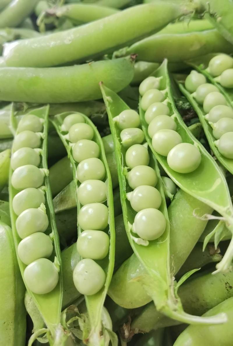 【优选】河南豌豆荚大量上市新鲜采摘产地直供量大优惠