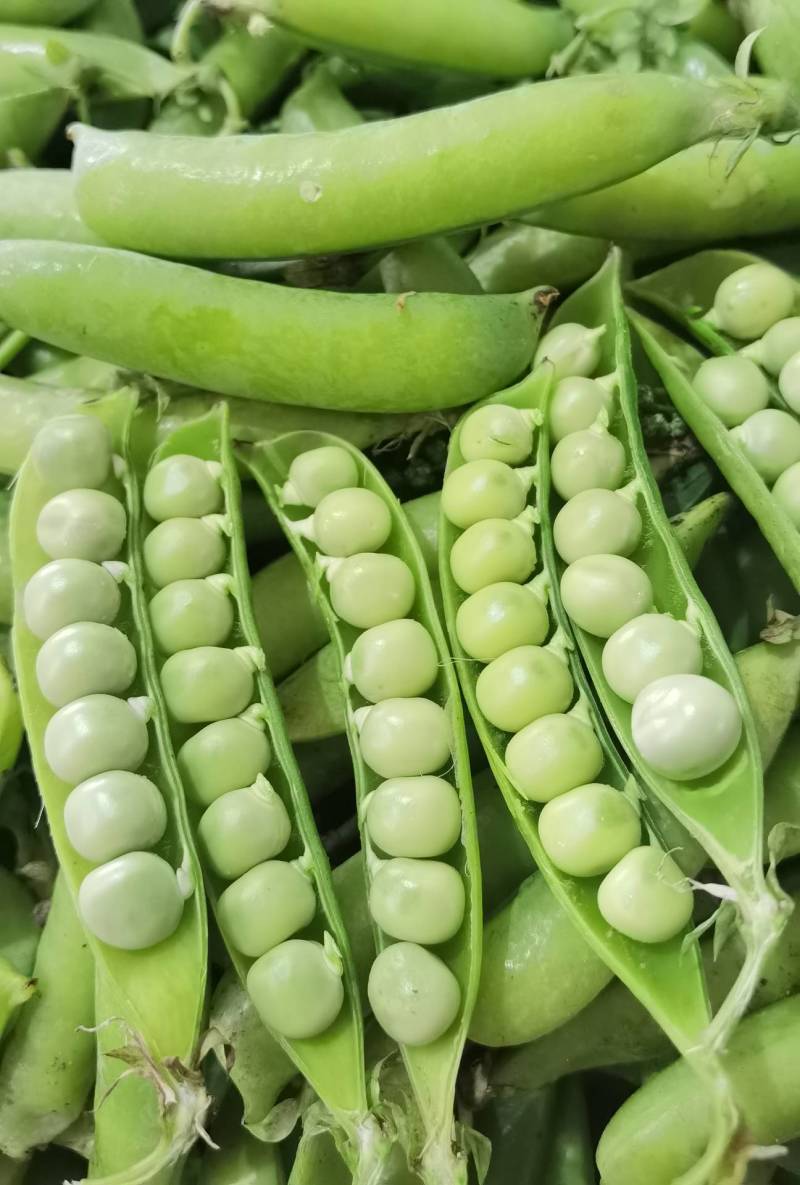 【优选】河南豌豆荚大量上市新鲜采摘产地直供量大优惠