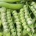 【优选】河南豌豆荚大量上市新鲜采摘产地直供量大优惠