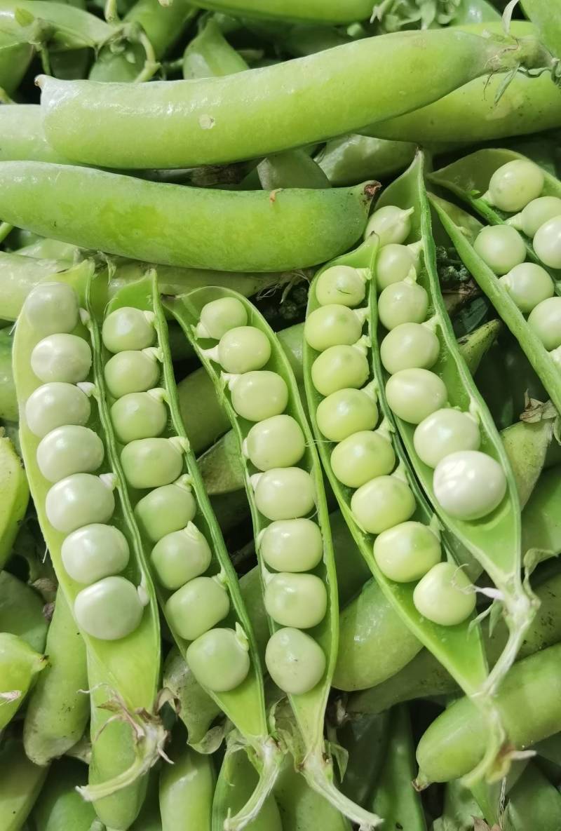 【优选】河南豌豆荚大量上市新鲜采摘产地直供量大优惠