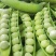 【优选】河南豌豆荚大量上市新鲜采摘产地直供量大优惠