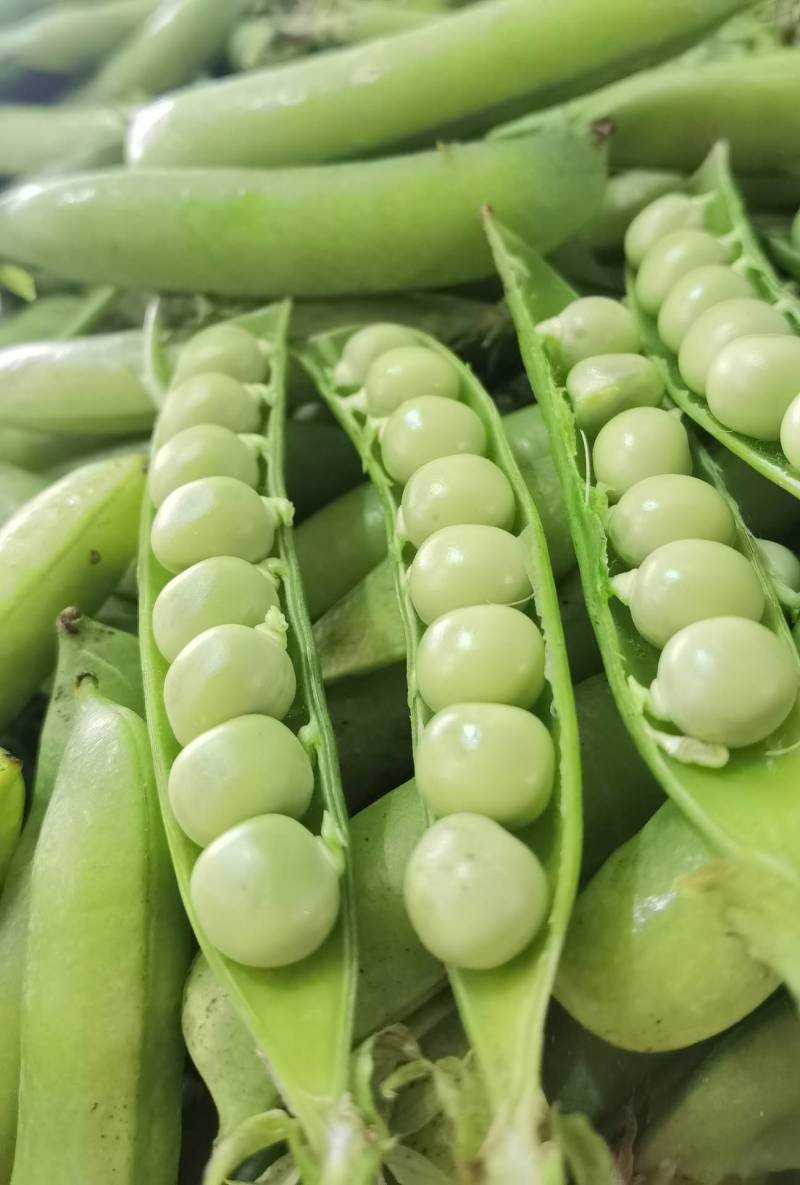 1精品豌豆荚，中豌9号颗粒饱满质量保证产地直供