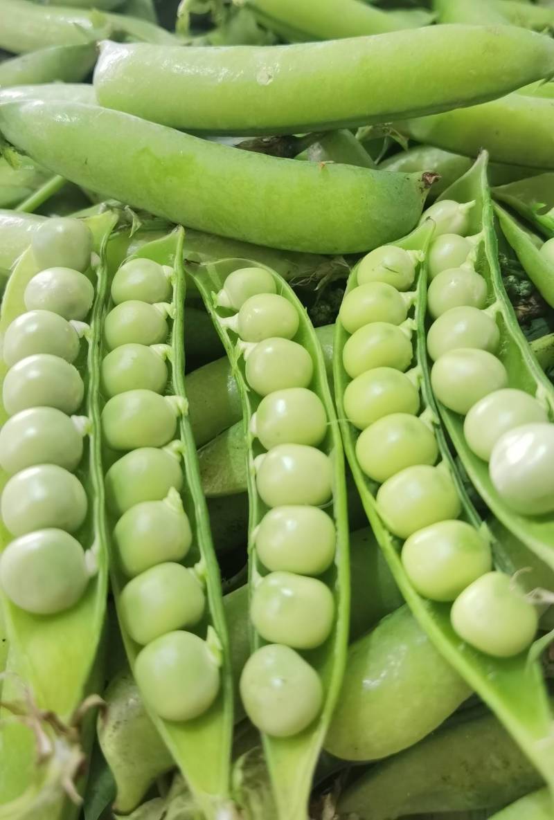 1精品豌豆荚，中豌9号颗粒饱满质量保证产地直供