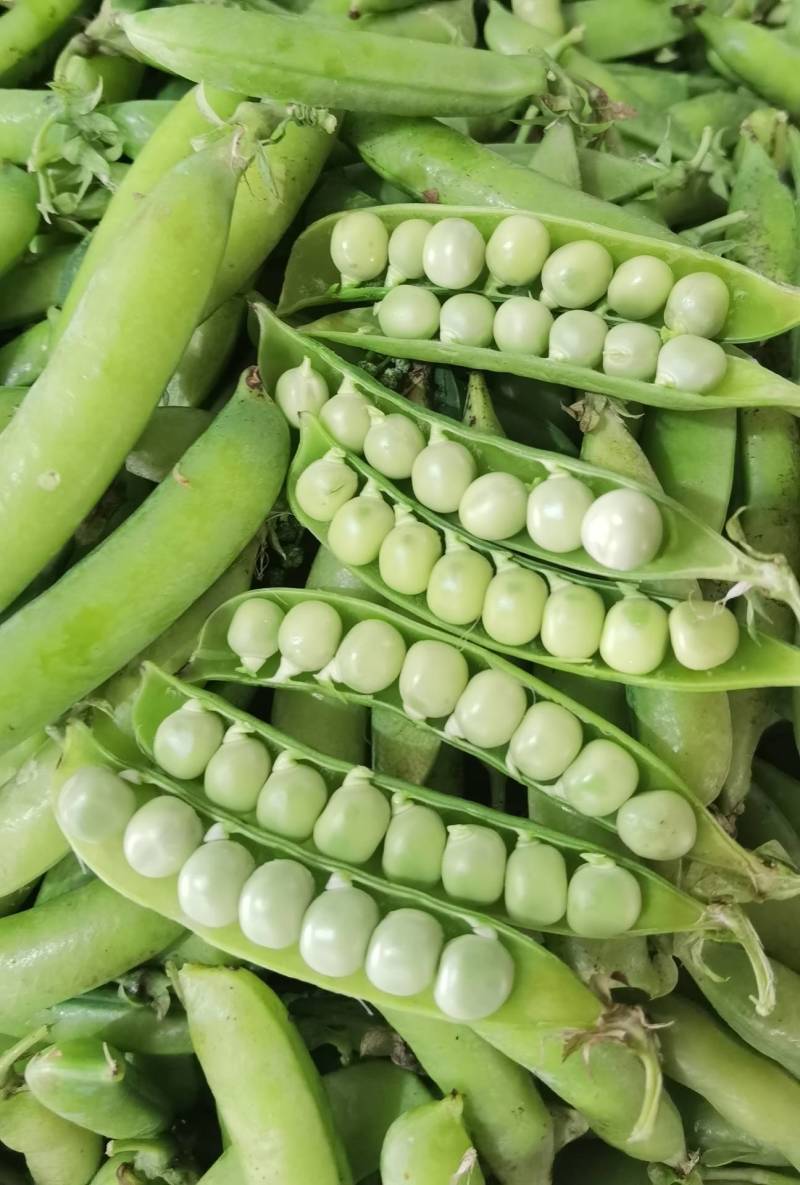 河南精品豌豆中豌九号颗粒饱满一手货源现摘现发质量保证