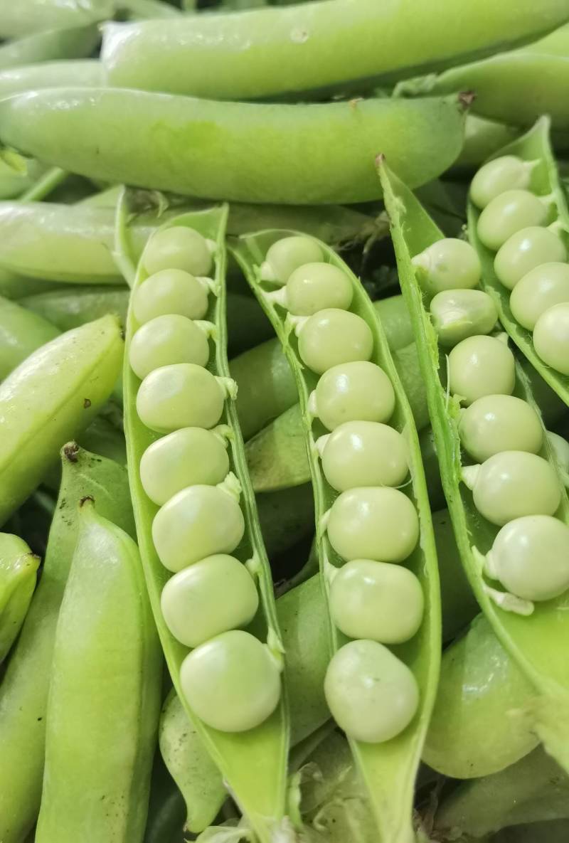 河南精品豌豆中豌九号颗粒饱满一手货源现摘现发质量保证