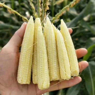 广东新鲜现摘带皮玉米笋须水果小玉米芯食材包邮。