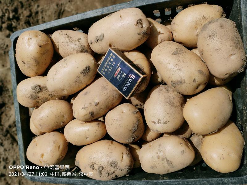 陕西城固县新土豆双模大棚沃土现货量大从优