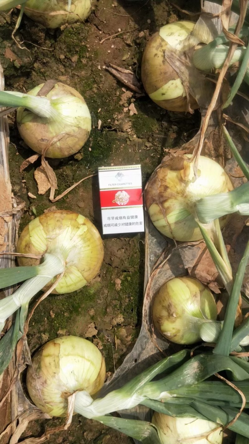 河南省新县精品，黄洋葱大量上市
