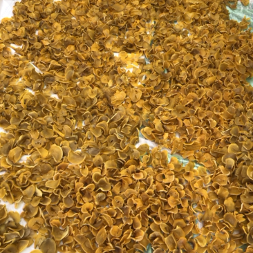 脱水土豆片手工土豆干。自然晾晒土豆干，熟土豆