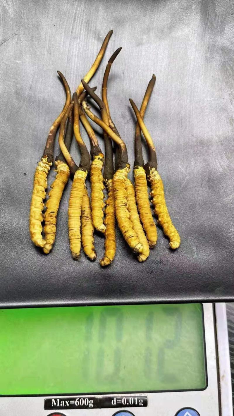 鲜草2021年冬虫夏草5根一独立真空包装顺丰包邮