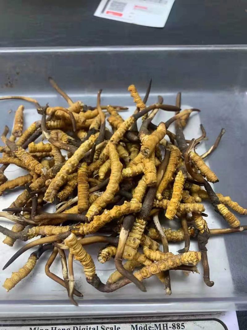 冬虫夏草精选碎肉节自用打粉特别实惠全国顺丰包邮