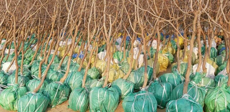 基地直供枣树苗现刨现发保成活率后期有专业人员免费指导价低