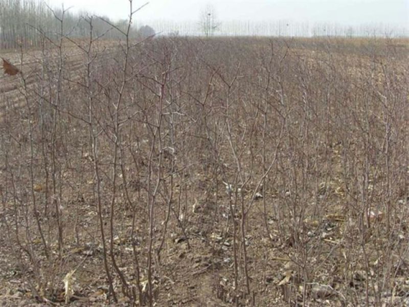 基地直供枣树苗现刨现发保成活率后期有专业人员免费指导价低