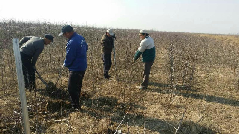 基地直供枣树苗现刨现发保成活率后期有专业人员免费指导价低