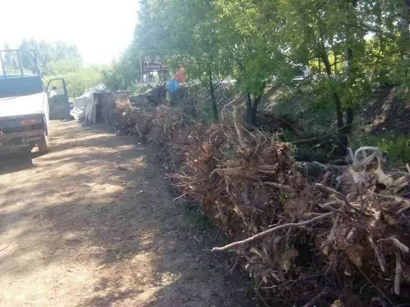 基地直供枣树苗现刨现发保成活率后期有专业人员免费指导价低