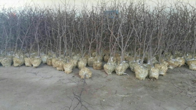 基地直供枣树苗现刨现发保成活率后期有专业人员免费指导价低