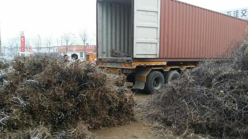 基地直供枣树苗现刨现发保成活率后期有专业人员免费指导价低