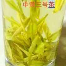 精品明前黄茶