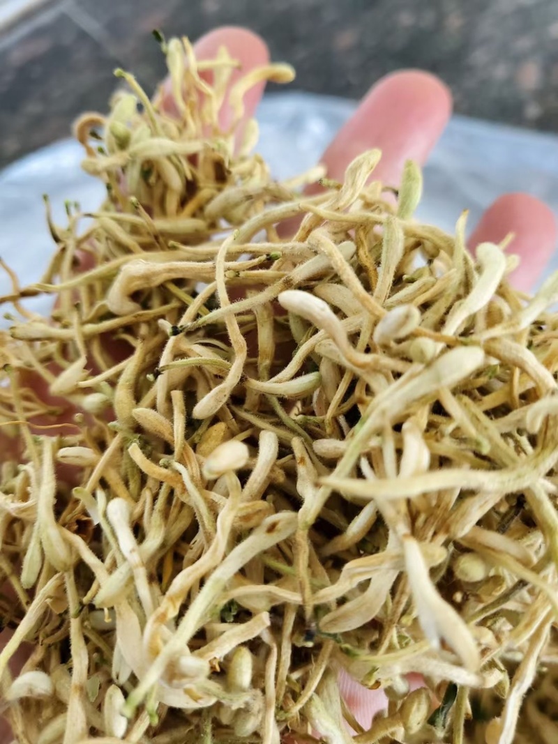 金银花山东临沂产地供应厂家直销现货绒毛