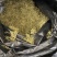 金银花山东临沂产地供应厂家直销现货绒毛
