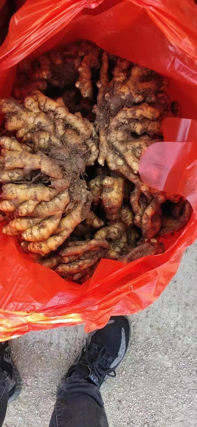 小黄姜以质论价。各种生姜，小姜可以水洗产区一手货源量大